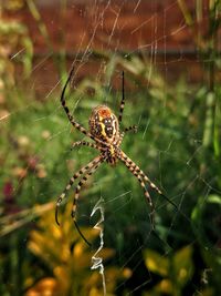 Close-up of spider on web