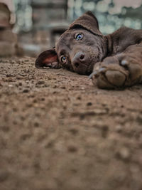 Dog lying on ground