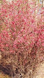 Full frame shot of pink flowers