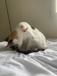 Cat relaxing on bed at home