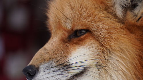 Fox eyes close up