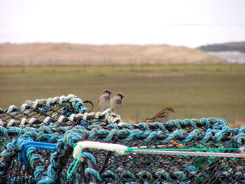 Sparrows perching on lobster traps over field