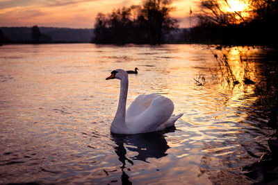 Swan sunset ruhr