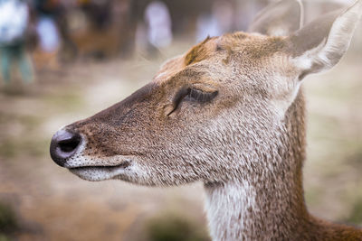 Close-up of deer