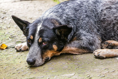 Close-up portrait of a dog resting