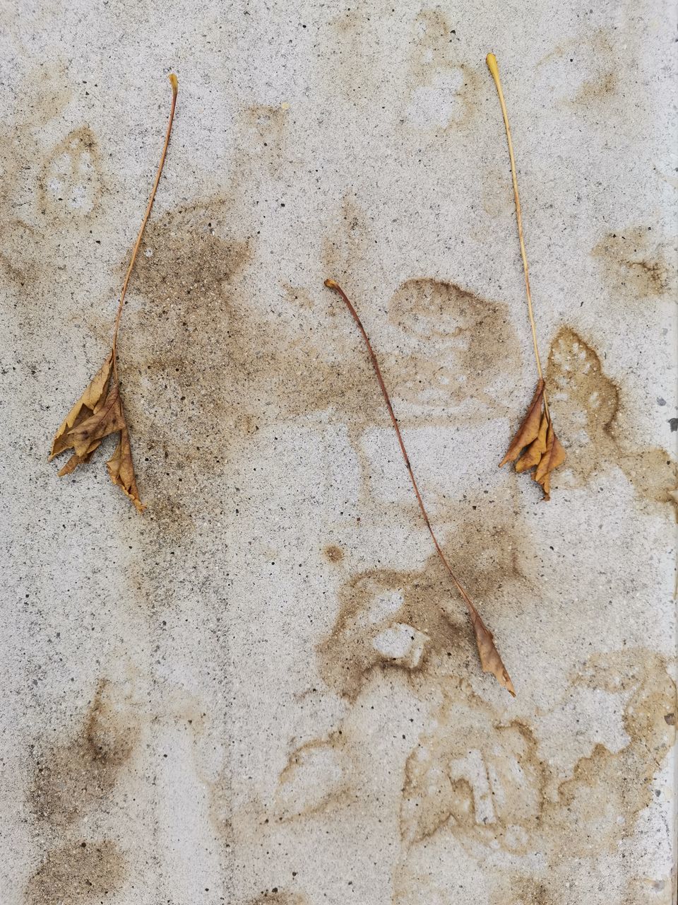 HIGH ANGLE VIEW OF DRY LEAVES ON CONCRETE WALL