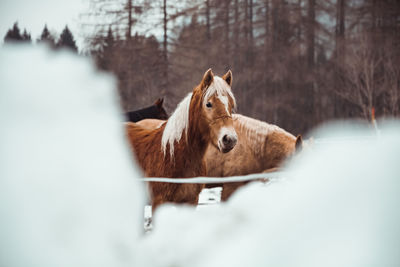 Horse in a snow