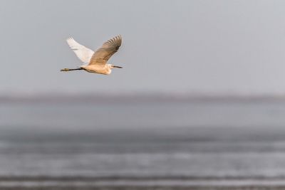 Bird flying against sky