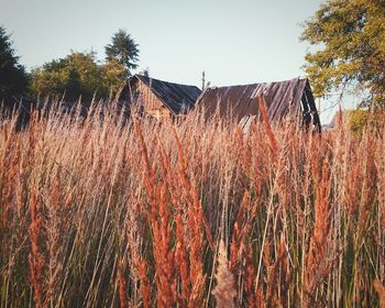 Scenic view of trees against sky