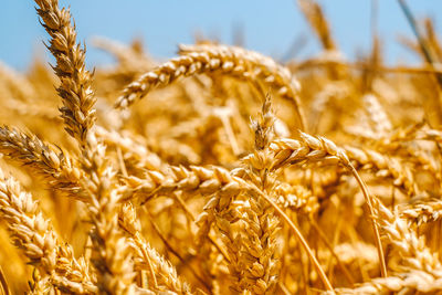 Close-up of wheat growing on field against sky