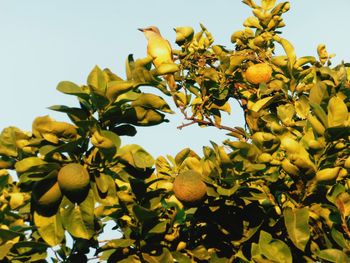 Low angle view of fruits on tree against clear sky