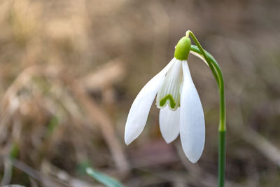 The first snowdrop after winter. early spring flowers