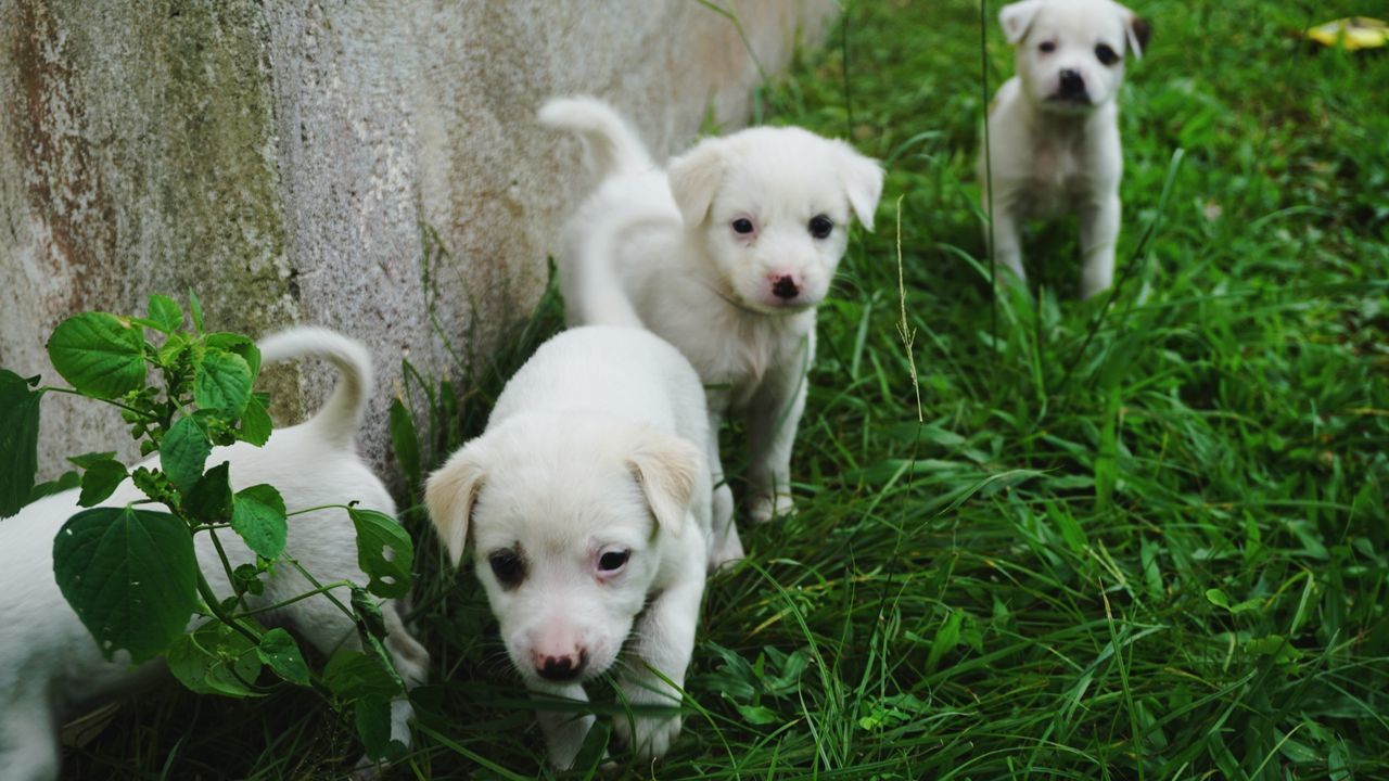 CLOSE-UP PORTRAIT OF PUPPY WITH DOG