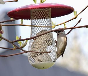 Low angle view of bird perching on tree