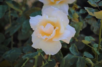 Close-up of rose flower