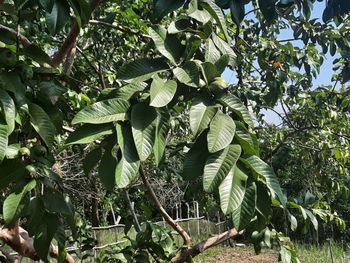 Low angle view of fruits growing on tree