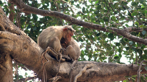 Low angle view of monkey on tree