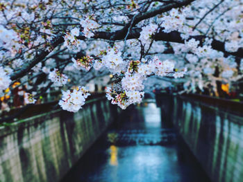 Cherry blossoms in spring