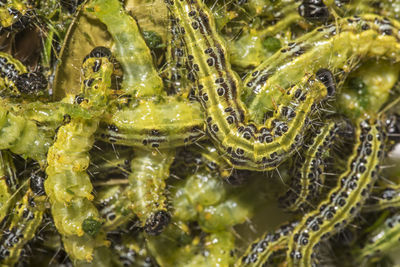 Cydalima perspectalis boxwood borer as background