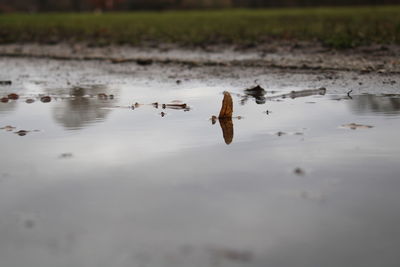 Birds swimming in lake