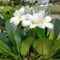 Close-up of white flowering plants