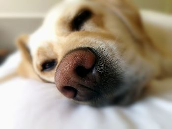 Close-up of dog lying down