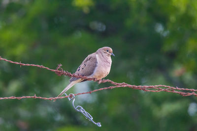 Close-up of bird perching on branch