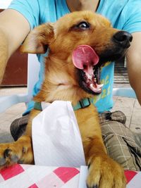 Close-up of dog sitting on blanket