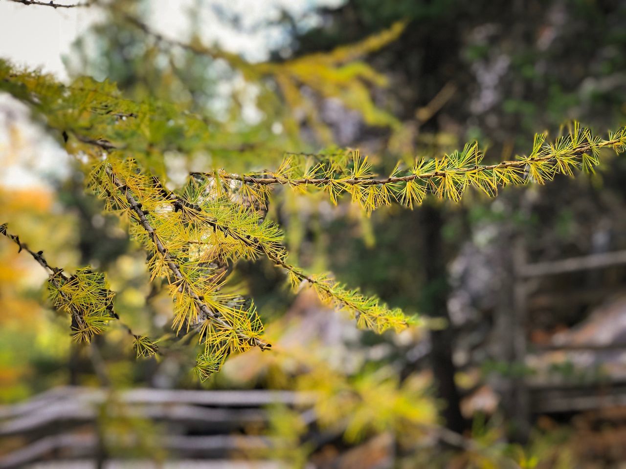 nature, growth, leaf, no people, day, beauty in nature, green color, outdoors, focus on foreground, tree, close-up, tranquility, plant, branch, freshness