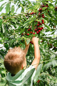 Candid portrait of a boy in the orchard during cherries harvesting.