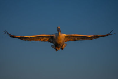 Low angle view of bird flying against clear sky