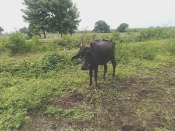 Horse standing in a field