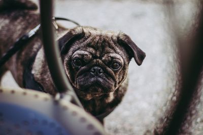 Close-up of portrait of dog