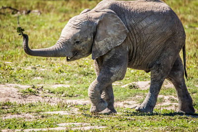 Elephant in a field