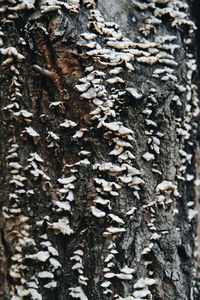 Full frame shot of tree trunk