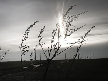 Close-up of stalks in field against sky during sunset