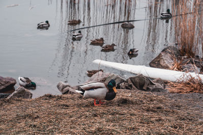 View of birds on lakeshore