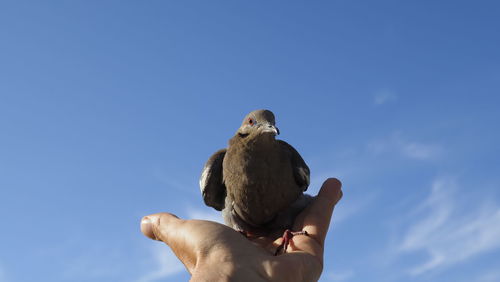 Low angle view of hand holding bird against sky