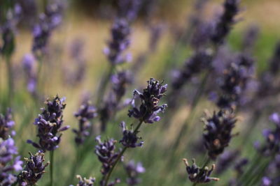 Close-up of insect on purple flowering plant