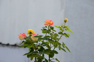 Close-up of yellow flowering plant