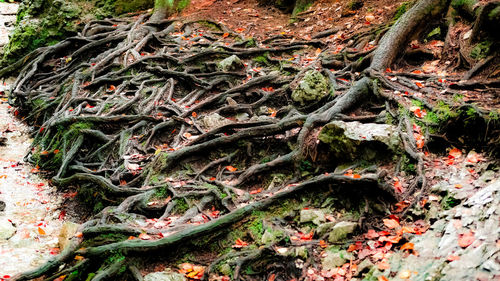 High angle view of tree roots on field