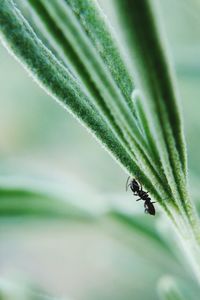 Close-up of ant on plant