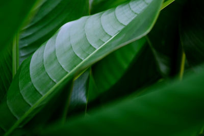 Close-up of green leaves on plant