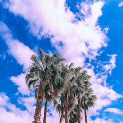 Low angle view of palm tree against sky