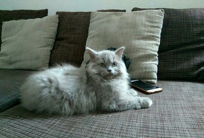 Portrait of cat lying on sofa