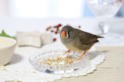 Close-up of bird perching on table