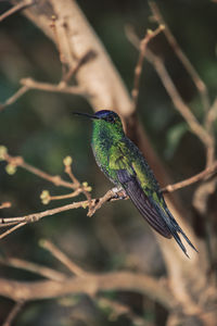 Close-up of bird perching on branch