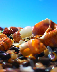 Close-up of fruits in plate against blue sky