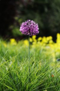 Close-up of purple flowering plant on field