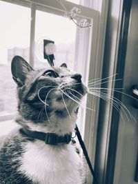 Close-up of a cat looking away